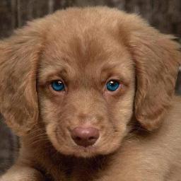 puppy